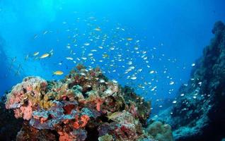 incríveis recifes de coral foto