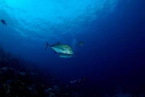 um pequeno cardume de peixes azuis foto