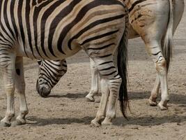 animais no zoológico foto