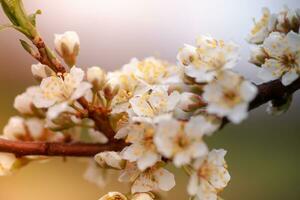 flores do cereja ameixa ou myrobalan prunus cerasifera florescendo dentro a Primavera em a galhos. foto