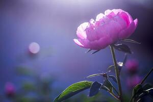 peônia ou peônia, paeonia Rosa depois de chuva dentro a Sol. 1 peônia flor dentro a canteiro de flores. foto