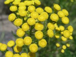 tansy tanaceto Vulgare comum tanásia, amargo botões, vaca amargo, ou dourado botões amarelo pequeno flores crescendo dentro uma Prado fechar acima. querida e medicinal plantas dentro Europa. droga plantas foto