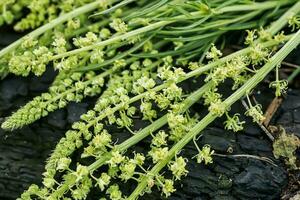 reseda luteola, tinturaria foguete, tinturaria erva, soldar, lã, amarelo erva daninha foto