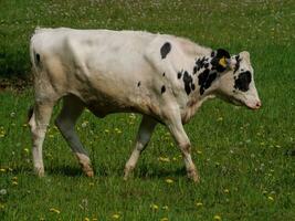 vacas na Vestfália foto