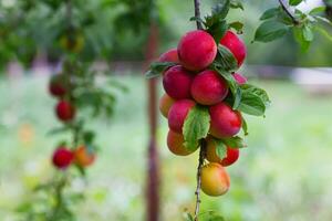 vermelho cereja ameixa frutas em árvore durante amadurecimento foto
