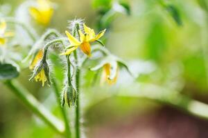 tomate flores em a arbusto. amarelo pequeno flores plantio tomates dentro a estufa. vegetariano Comida. foto