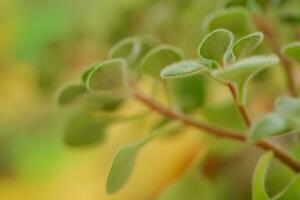 verde fofo folhas do Aichryson, uma árvore do amor fechar-se. é gênero subtropical plantas, na maioria das vezes nativo para canário ilhas. natural fundo para protetor de tela foto