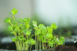 microgreen Rúcula brotos para dentro plantinha potes. cru brotos, microgreens, saudável comendo conceito. superalimento crescido às casa foto