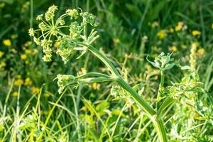 Heracleum Sosnowskyi, Sosnowsky hogweed, gigante cabeças do vaca pastinaga sementes, uma venenoso plantar família apiaceae em uma Prado contra Relva com grafossoma lineatum foto