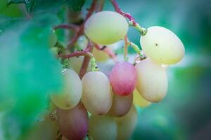 grupo do uvas em videira luz do sol. viticultores uvas em videira. vermelho vinho. colheita conceito. ingredientes para Produção do vinho. casa vinificação. agronegócio foto