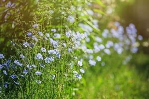 azul ampla flores do jardim linum perene, perene linho, azul linho ou fiapo contra Sol. decorativo linho dentro decoração do jardim trama. canteiro de flores com clássico azul flores foto