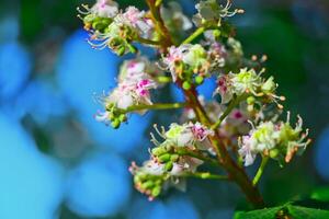 castanha flores e brotos em dentro Primavera. brilhante verde folhas fechar acima. fundo para Primavera protetores de tela em telefone. Renascimento do natureza. florescendo brotos em árvores foto