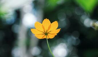 embaçado laranja cosmos flor com bokeh luz fundo foto