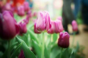 roxa tulipa dentro a jardim foto