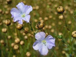 linum, linho roxa flores em a campo. foto