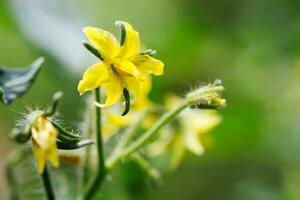 florescendo amarelo galhos do tomates crescendo dentro estufa. Produção do natural ecológico legumes foto