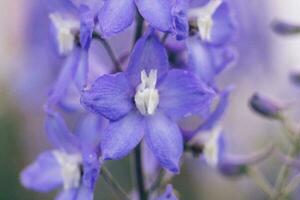 uma fechar acima do uma roxa flor com branco pétalas foto