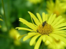 uma abelha coleta néctar a partir de uma amarelo flor doronicum grandiflorum dentro a mês do poderia. querida plantas Ucrânia. coletar pólen a partir de flores e brotos foto