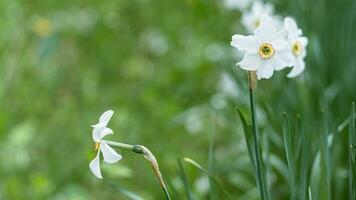 narcisistas florescendo dentro natureza. lindo branco flores em a canteiro de flores. fundo com Primavera plantas. foto