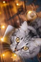 gato parece acima em meio a Natal luzes. gato em mesa com Ferramentas para embalagem presentes para Novo ano 2021 foto