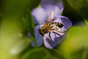 abelha coleta néctar a partir de murcha azul flor vinca, pervinca foto