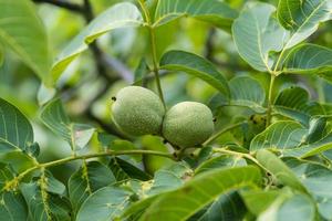 frutos de uma nogueira foto