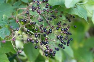 sambucus de sabugueiro preto em um arbusto de sabugueiro foto