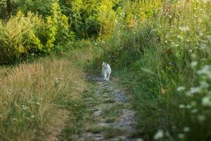 pequeno branco gato vai em rural estrada entre verde Relva e flores silvestres foto