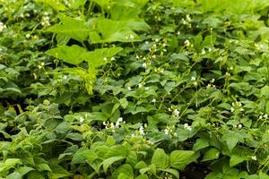 flores do verde feijão em uma arbusto. francês feijões crescendo em a campo. plantas do floração corda feijões. estalar feijões fatias. haricots vert fechar acima. foto