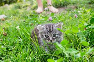 pequeno gatinho maine coon levantado dele pé sobre trevo e grama. primeiro andar do saudável felis gato. gato entre flores mei-kun primeiro mês velho. foto