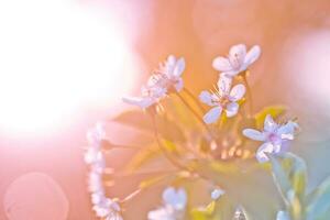 branco flores cereja árvore. branco flores cereja árvore. flores cereja árvore floresceu. querida e medicinal plantas Ucrânia. floração fruta árvores foto