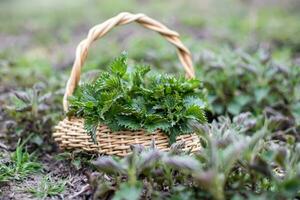 urtiga arbusto entre crescendo jovem Primavera. coleção do primeiro Primavera jovem ambientalmente amigáveis Lugar, colocar urtigas para Vitamina salada. medicinal ervas para alternativo remédio. foto