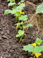 jovem pepino plantas crescendo dentro uma casa estufa. crescendo pepinos. agrícola fundo. foto