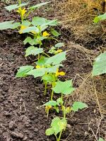 jovem pepino plantas crescendo dentro uma casa estufa. crescendo pepinos. agrícola fundo. foto