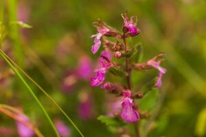 viscaria vulgaris, Silene viscaria, pegajoso mosca pegajosa, úmido acampamento Rosa pequeno flores em a fundo do a grama. foto