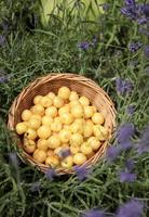 cerejas doces amarelas foto