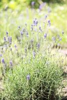 flores de lavanda violeta foto