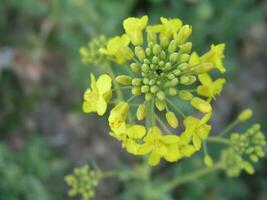 brassica Campestris campo mostarda, pássaro estupro, bloco de bloco, e colz foto