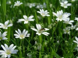 selvagem vespa coleta néctar com pequeno branco flores Stellaria med foto