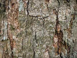 árvore latido textura, árvore porta-malas, rude latido, madeira prancha textura para textura fundo madeira trabalhos foto