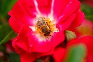 abelha em branco rosa. abelha perto a pistilo rosa. coletar pólen a partir de jardim rosas. foto