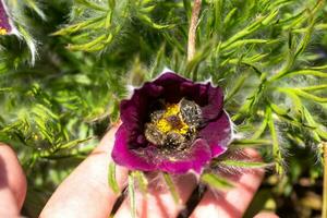 pulsatilla patenas, Oriental pascoa, pradaria açafrão, e folha de cutelo anêmona roxa flores coberto com pequeno cabelos. a primeiro Primavera prímulas. selvagem Primavera flores pulsatilla patenas. cópia de espaço foto