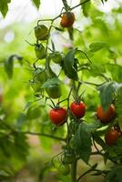 variedades do tomates, ameixa dentro a arbusto. amadurecido tomates dentro a jardim. arbusto com verde e vermelho maduro tomates. desfocado foto