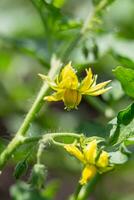 tomate flores em a arbusto. amarelo pequeno flores plantio tomates dentro a estufa. vegetariano Comida. foto