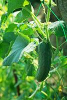 jovem fresco pepino plantinha crescido dentro aberto chão. pepino plantações. a cultivo do pepinos dentro estufas. jardineiro liga pepinos. trabalhando com plantas, crescendo orgânico legumes. foto