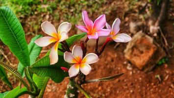 plumeria flor florescendo dentro a jardim, Tailândia. foto