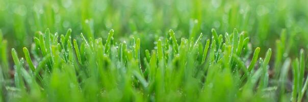 polygonum avicular, comum erva-nó, prostrado nódulo, erva de passarinho, pigweed e grama baixa. jovem verde Relva brotos em verde fundo. Primavera fundo. fresco microgreens. foto