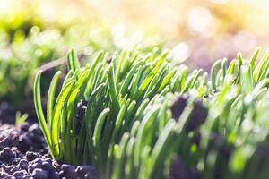 jovem espesso, luz verde folhas do ornithogalum kochii. beautifu foto