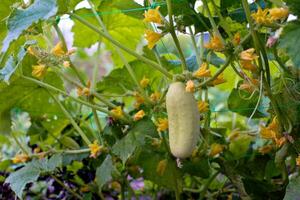 1 branco tipo anjo pepino em uma cama entre amarelo flores híbrido variedades do pepinos dentro a jardim. foto