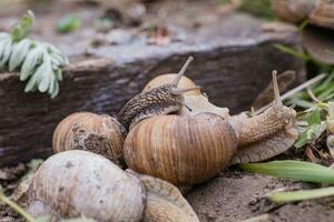 grupo do escolhido a dedo uva caramujos, verão dia dentro jardim. uva Caracol Fazenda para restaurantes. comestível Caracol ou escargot, é uma espécies do grande, comestível, respiração aérea terra em de madeira prancha. foto